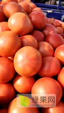 费县西红柿基地，口感好，果型好，价格好，质量好。