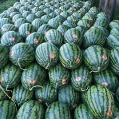 陕西西瓜，本人代办十余年，长年代收各种水果