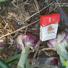 100亩河西葱预售