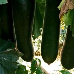 大量黑皮冬与金瓜