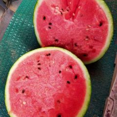 品质成熟个头度保，蒲城人民热烈欢迎西瓜批发商来采