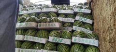 美都西瓜，京欣西瓜