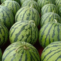 自生苗西瓜大量上市！每天更新实时报价