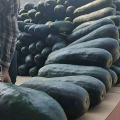 广西南宁冬瓜大量供货