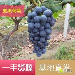 苏北万亩夏黑葡萄基地，巨峰，蓝宝石，阳光玫瑰等
