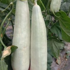 甜的掉牙美的像美女