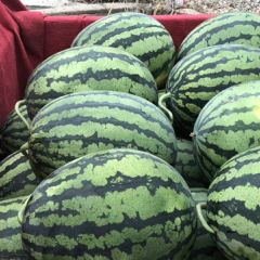 开封露天甜王西瓜大量上市中