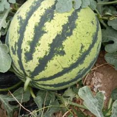 头茬，美都，大量上市