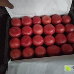 冷棚硬粉柿子大量上市供应