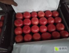冷棚硬粉柿子大量上市供应