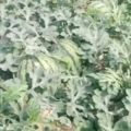 好西瓜大量上市，成熟度保证，口感甜美。