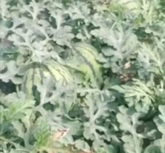 甜王系列价格
