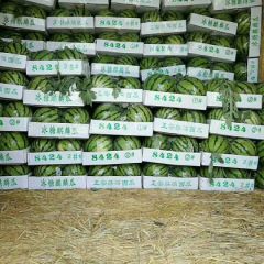 河南金氏瓜果代收代发全国，诚信经营，严把货质量，