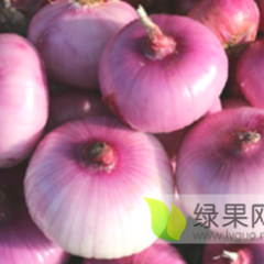 淮南杨村镇港南村优质品质高洋葱