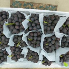无仔夏黑 藤腍 早熟葡萄即将大量上市有需要联系！