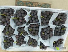 无仔夏黑 藤腍 早熟葡萄即将大量上市有需要联系！
