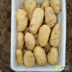 山东平阴王建蔬菜购销站