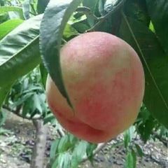 毛桃，纸袋桃子，突围