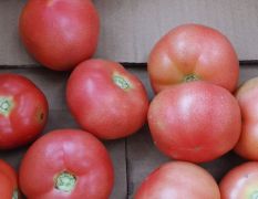 河南安阳冷棚西红柿已大量上市。