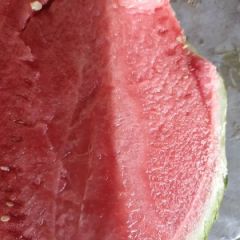 精品8424无籽麒麟瓜，一手货源，产区直供