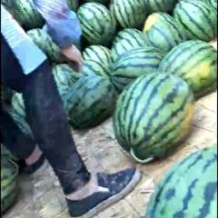 河北保定清苑区西瓜基地欢迎您