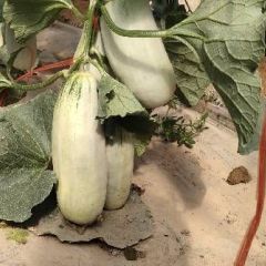 【好货源】博洋9、61甜瓜，香甜可口，商超精选，诚信互赢