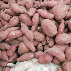 青云镇苏薯8号大量现货，货源充足