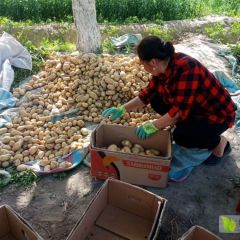 英吉沙县乌恰镇贫困户种植的大量土豆白菜，欢迎选购