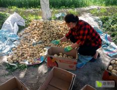英吉沙县乌恰镇贫困户种植的大量土豆白菜，欢迎选购