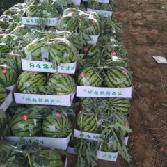 夏邑县万亩大棚直生苗8424西瓜开始大量上市