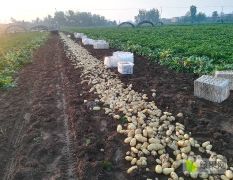 滕州大棚土豆大量上市了，有需要的快来采购！