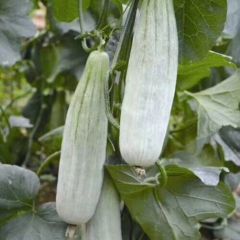 山东费县羊角蜜，博洋甜瓜大量上市！