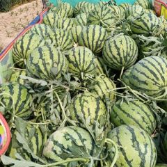 夏邑8424西瓜 美都西瓜已经上市
