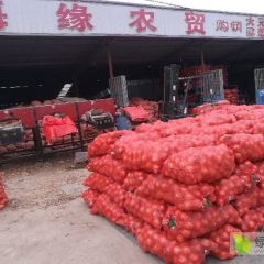 预售黄皮洋葱红叶三号品种葱专供边贸出口保鲜