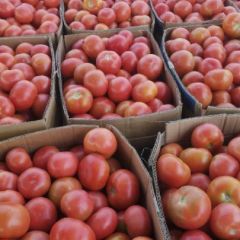 单庄村蔬菜购销服务中心欢迎全国各地朋友！