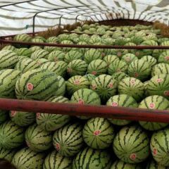 湖北宜城金城5号