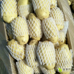 滕州优质土豆大量出库中！需要的可以联系我们！