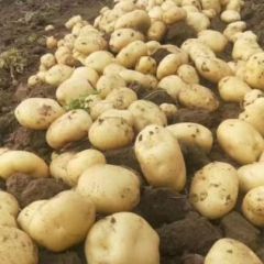 河北昌黎中薯5号土豆大量上市