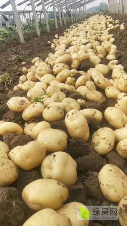 2016年河北昌黎中薯系列价格