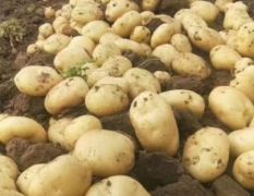 河北昌黎中薯5号土豆大量上市