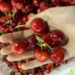 泰安市岱岳区下港镇大樱桃市场