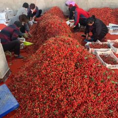 泰安市大樱桃市场