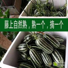 山东省滨州市甜瓜直销 西瓜甜王