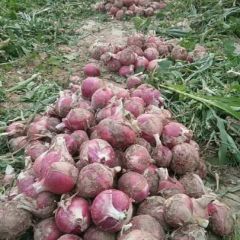 2 0 2 0 河南宁陵红皮洋葱大量上市