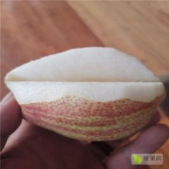 早酥红梨树苗、早酥红梨树苗基地价格哪里便宜