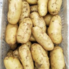 中玫(济南)基地拱棚荷兰十五土豆正在热销