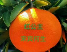 爱媛48（红公主）柑橘苗