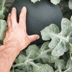 蒲城黑皮小神童6月初上市