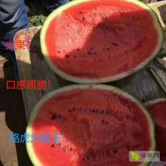 河南西瓜主产区基地/2020最新西瓜行情/甜王