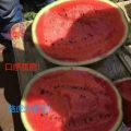 河南西瓜主产区基地/2020最新西瓜行情/甜王